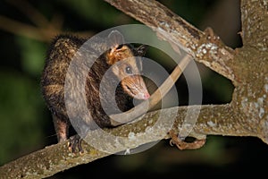 Common Opossum - Didelphis marsupialis also called the southern or black-eared opossum or gamba or manicou, marsupial species