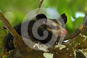 Common Opossum, Didelphis marsupialis, wild nature, Belize
