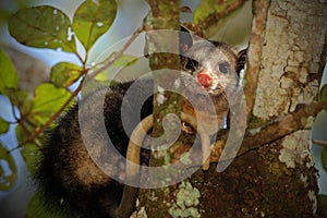 Common Opossum, Didelphis marsupialis, wild nature, Belize