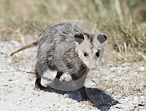 Common Opossum walking