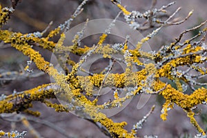 Common orange lichen, Xanthoria parietina on branch of tree