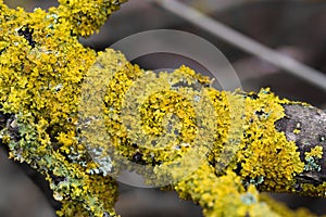 common orange lichen, Xanthoria parietina closeup selective focus