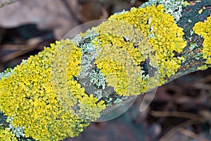 common orange lichen, Xanthoria parietina closeup selective focus