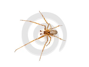 Common orb weaver spider isolated on white background, Metellina sp.