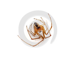 Common orb weaver spider isolated on white background, Metellina sp.