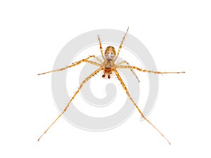 Common orb weaver spider isolated on white background, Metellina sp.