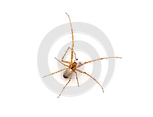 Common orb weaver spider isolated on white background, Metellina sp.