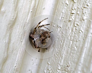 Common Orb Weaver spider on side of building