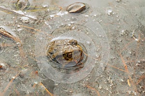 Common toad