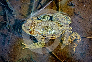 Common toad