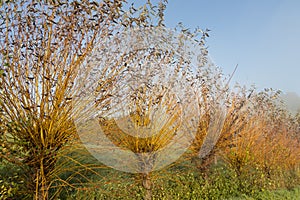 Common osier or basket willow trees salix  salix viminalis near the wine road in spielfeld