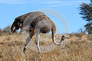 Common Ostrich