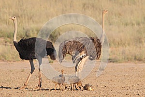 Common Ostrich