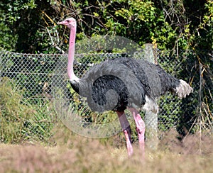 Common ostrich