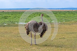 Common Ostrich in Africa