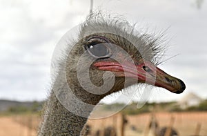 Common ostrich bird  head top view close-up with light background.