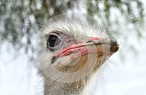 Common ostrich bird  head top view close-up with light background. Scientific name: Struthio Camelus, South Africa
