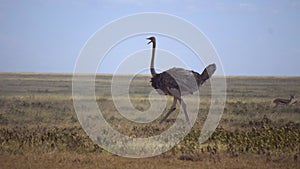 Common Ostrich Bird Walking in Meadow of African Savanna