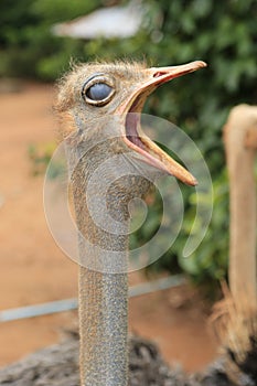 Common Ostrich in Cambodian Zoo