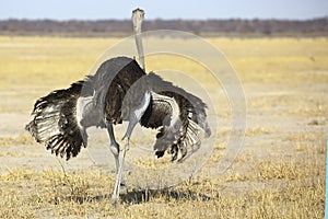 Common ostrich in Etosha National Park