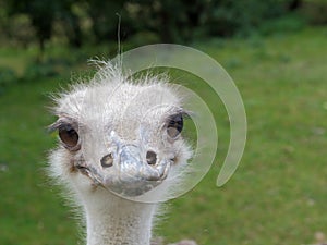 Common ostrich portrait