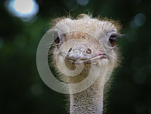 The common ostrich Struthio camelus