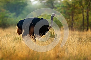 Common ostrich, Struthio camelus, big bird feeding green grass in savannah, Kruger NP, South Africa. Ostrich in nature habitat,