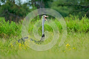 Common ostrich, Struthio camelus, big bird feeding green grass in savannah with open bill, Botswana, Okavango in Africa. Ostrich i