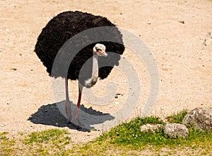 Common Ostrich, Struthio camelus, big male bird walking towards camera
