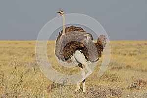Common ostrich struthio camelus in the Etosha national park