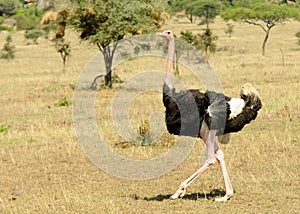 Common Ostrich Struthio camelus massaicus