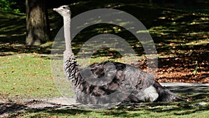 The common ostrich, Struthio camelus, or simply ostrich, is a species of large flightless bird native to Africa.