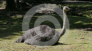 The common ostrich, Struthio camelus, or simply ostrich, is a species of large flightless bird native to Africa