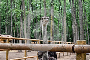 Common ostrich Struthio camelus, or simply ostrich, is a species of large flightless bird native to certain large areas of