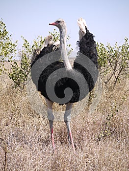 Common ostrich