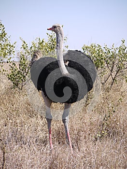 Common ostrich