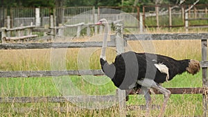 Common ostrich - Struthio Camelus walks around the farm on the grass, looking around