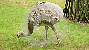 Common ostrich walking and eating the grass