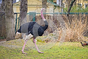 A common ostrich walking on a meadow