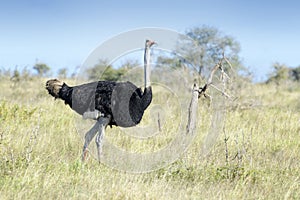 Common ostrich walking on savanna