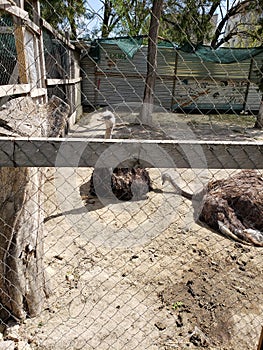 Common ostriches in Kuris mansion in Petrivka, Ukraine