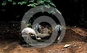 Common ostriches male and female in national parik Inhdia