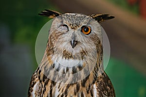 The common owl, bubo bubo, winked with one eye while sitting in the zoo enclosure. Portrait