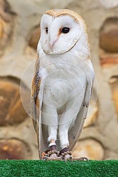 Common Owl Tyto Alba