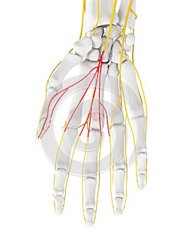 The Common Palmar Digital Branches Median Nerve