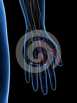 The Common Palmar Digital Branches Median Nerve photo