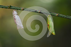 Common palmfly, butterfly, elymnias hypermnestra