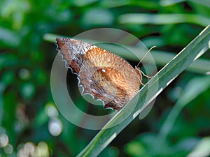 Common Palmfly Butterfly: Elymnias Hypermnestra on the palm leaf