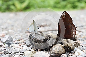 The Common Palmfly and the Common Tit Butterfly sucking and eating mineral in animal feces