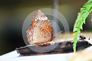 The Common Palmfly Eat bananas on the floor. photo